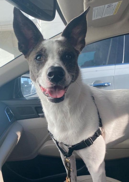 black lab mixed with australian shepherd