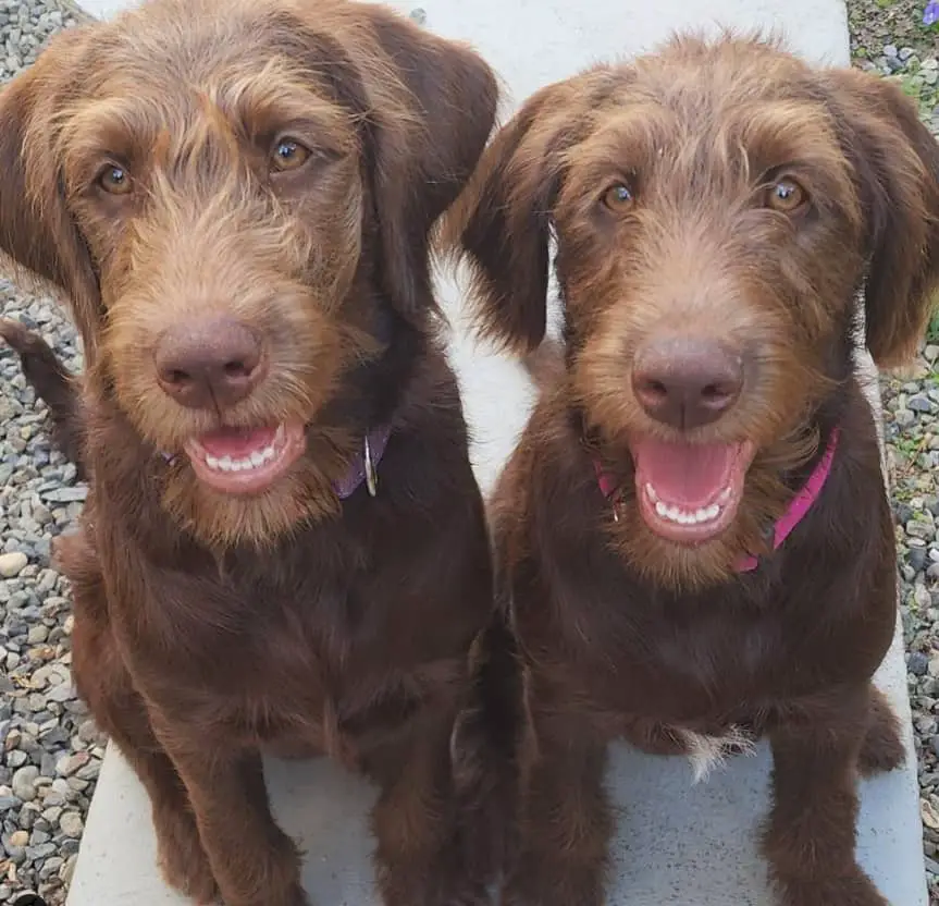 f1 labradoodles