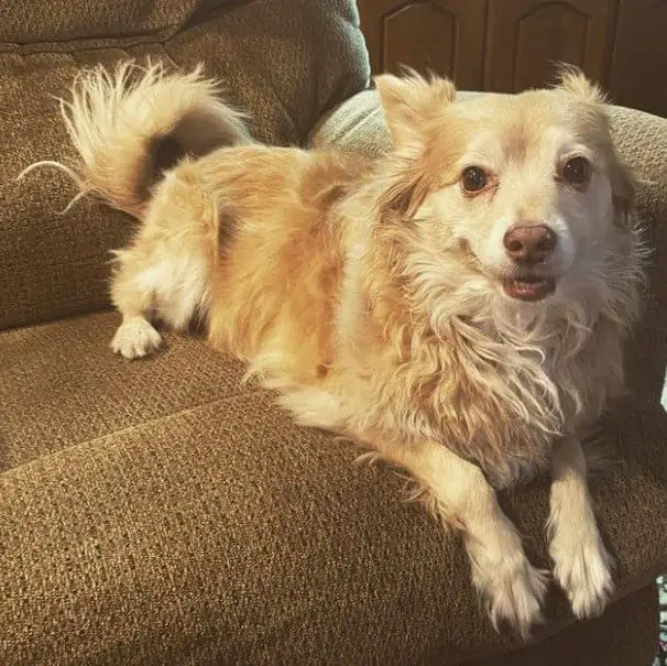 pomeranian mix labrador