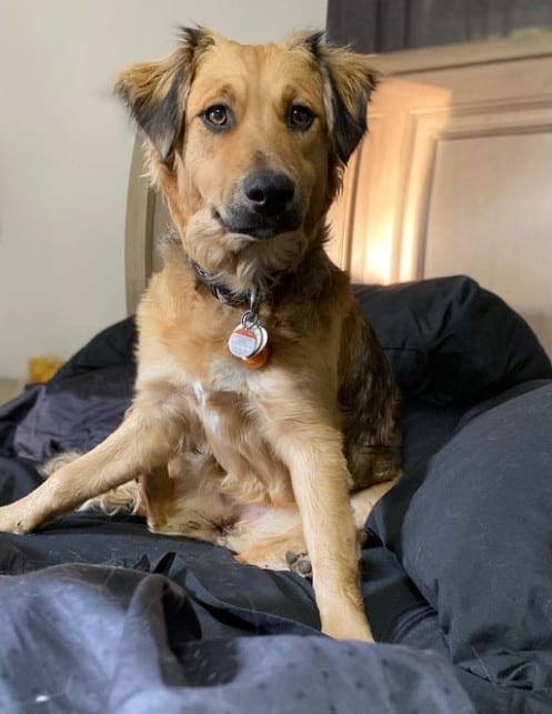 australian shepherd black lab mix