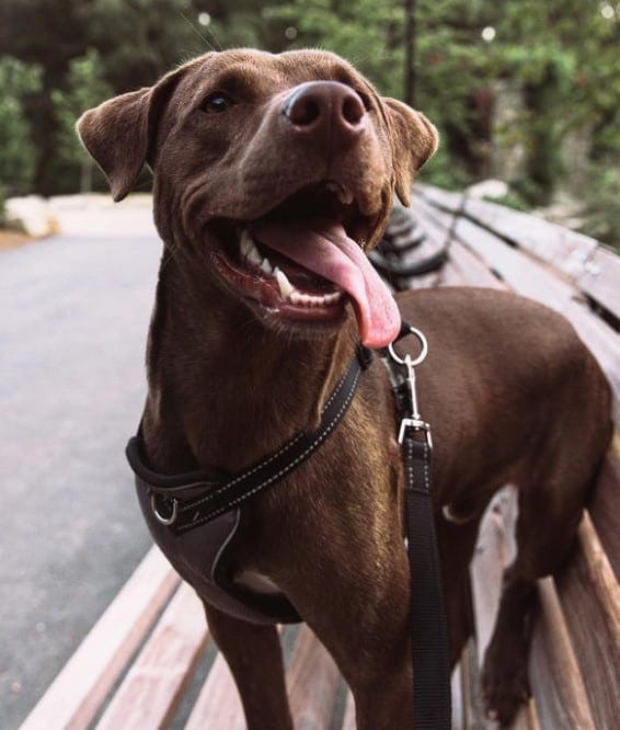 chocolate lab and pointer mix