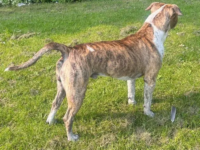 limber tail in dogs