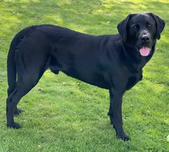 limber tail dog