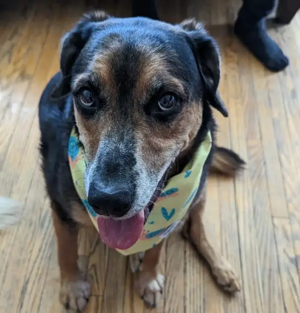 black catahoula lab mix