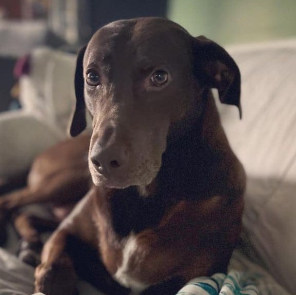 tan catahoula lab mix