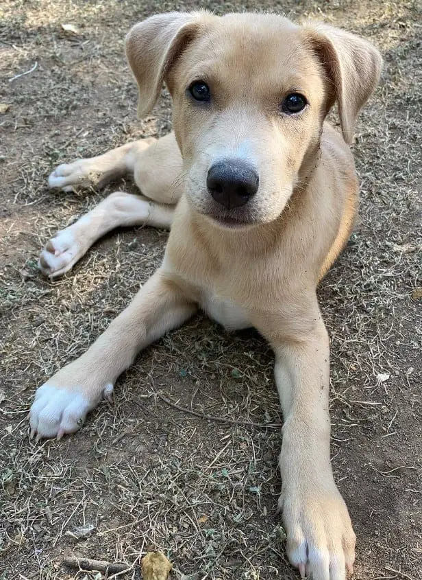 catahoula lab puppies