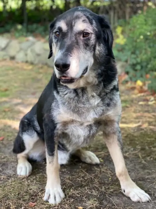 catahoula leopard lab mix dog