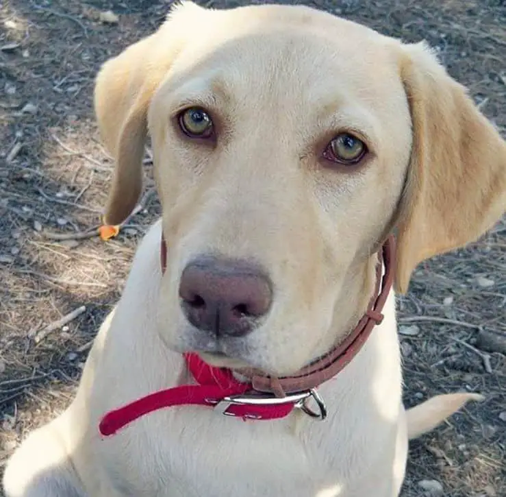 labs with pink noses