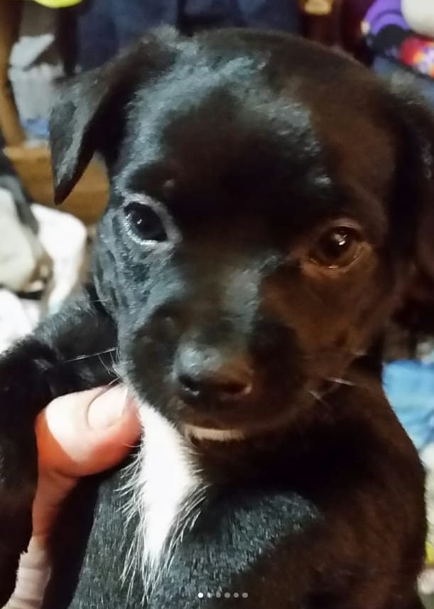 pomeranian black lab mix