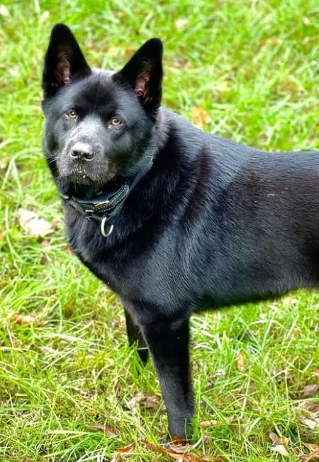 chow chow lab mix