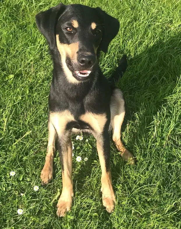 black and tan retriever