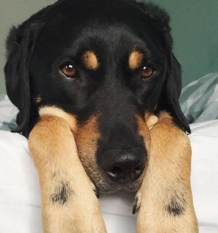 black and tan lab mix