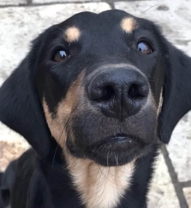 black and tan lab puppy