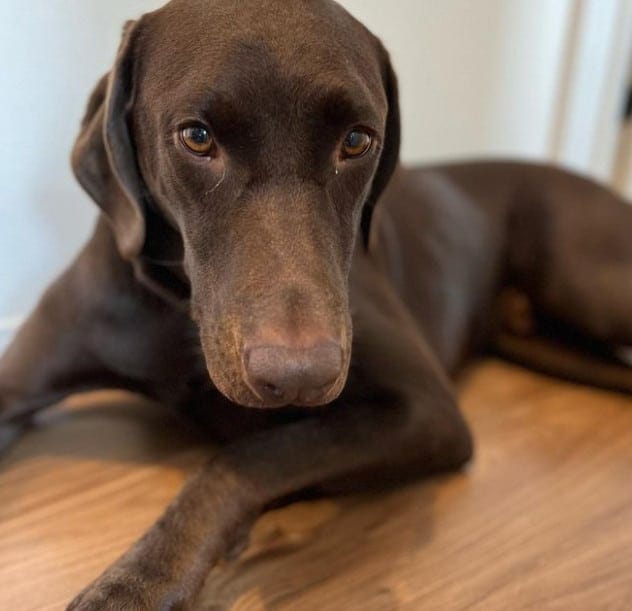 doberman lab mix