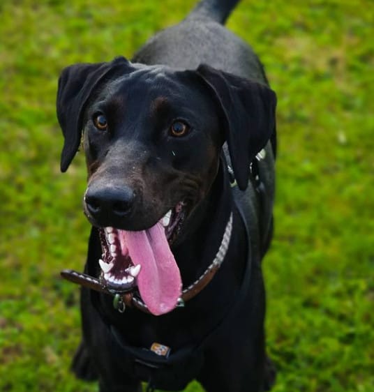 doberman mixed with labrador