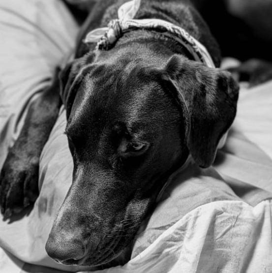 doberman mix with lab