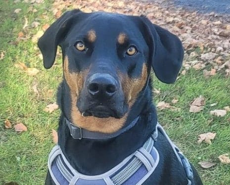 labrador doberman mix