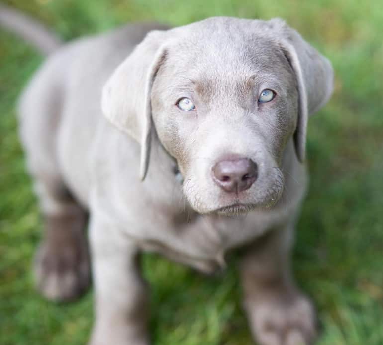 blue lab dog