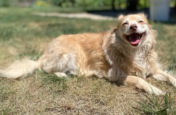 chocolate lab pomeranian mix