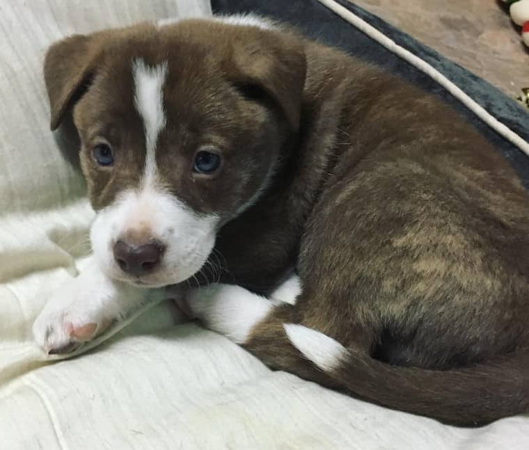 chow and lab mix