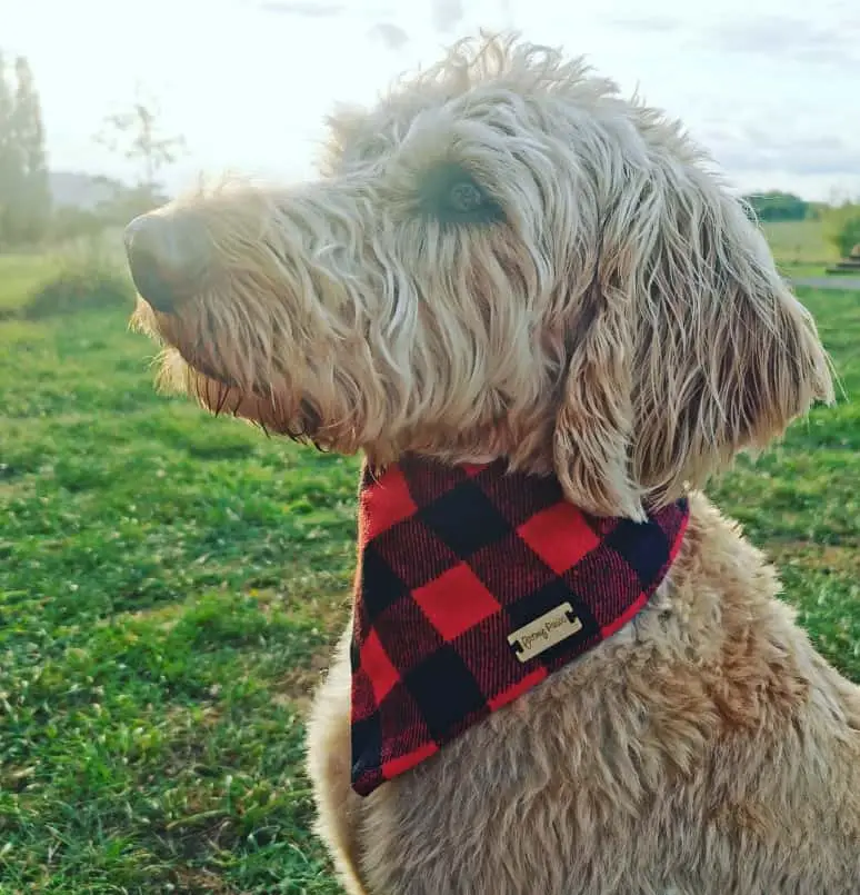 labradoodle 1st generation