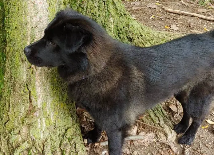 chow mixed with lab