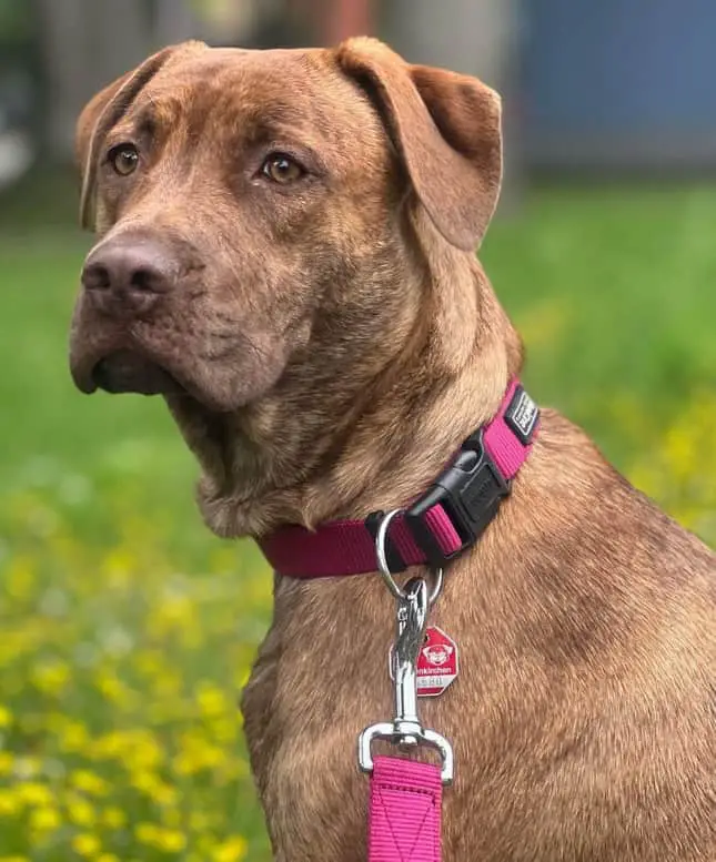 boxer lab mix dog