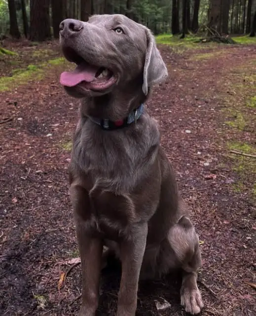 blue labrador puppies