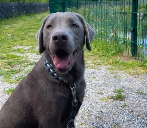 blue lab puppies