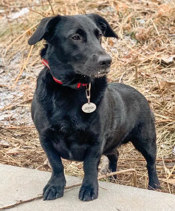 Chocolate lab clearance corgi