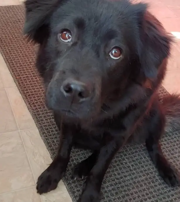 chow chow and lab mix