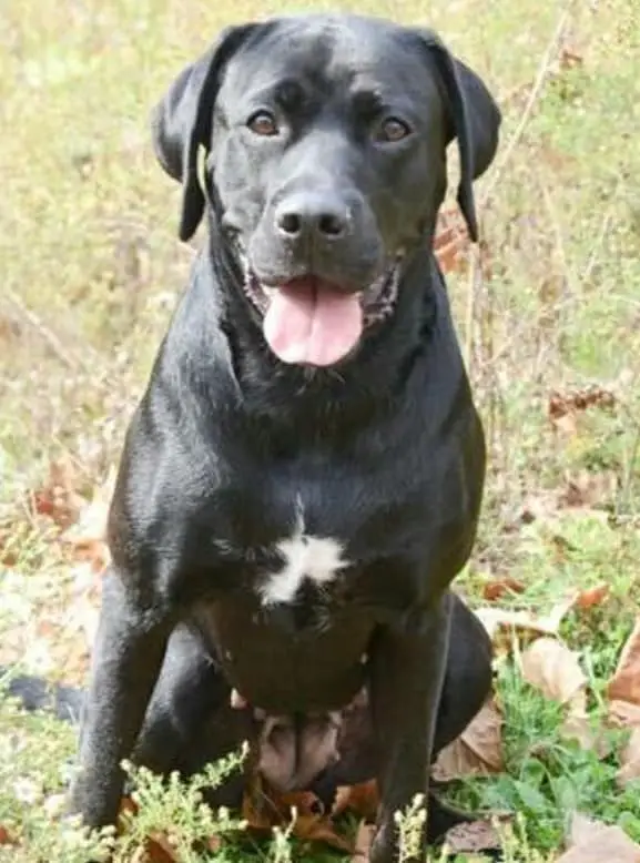 black lab boxer mix puppy