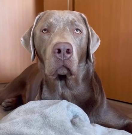 blue lab retriever