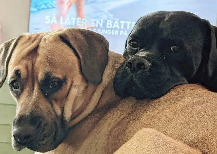 lab boxer puppies