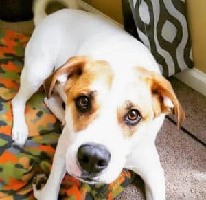 Lab St. Bernard Mix: Everything About This Gentle Giant