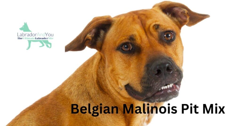 Belgian Malinois Pit Mix