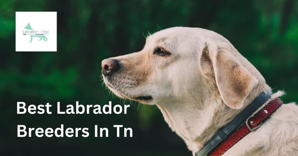 Best Labrador Breeders In Tn