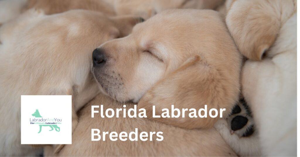 Florida Labrador Breeders