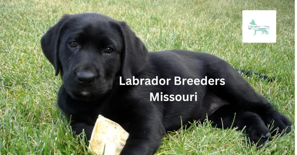 Labrador Breeders Missouri