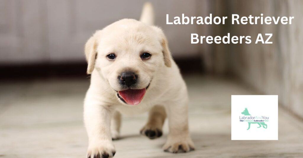 Labrador Retriever Breeders AZ