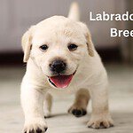Labrador Retriever Breeders AZ