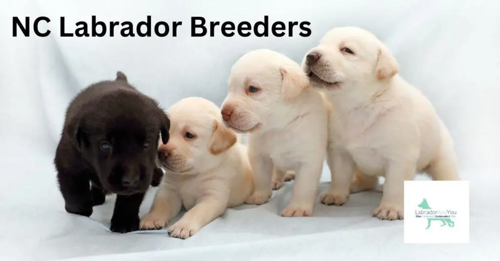NC Labrador Breeders