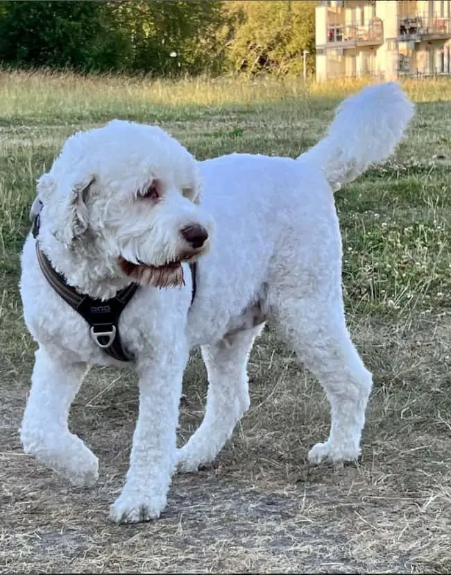 White Labradoodle