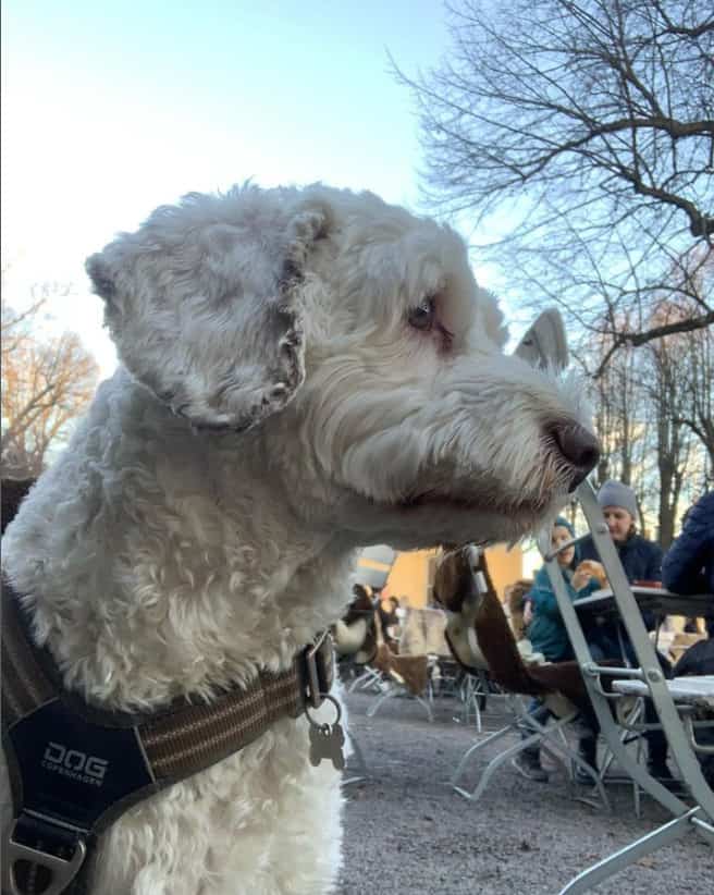 Labradoodle White 