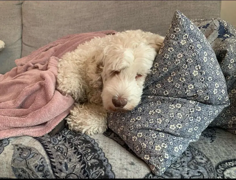 Labradoodle White puppy