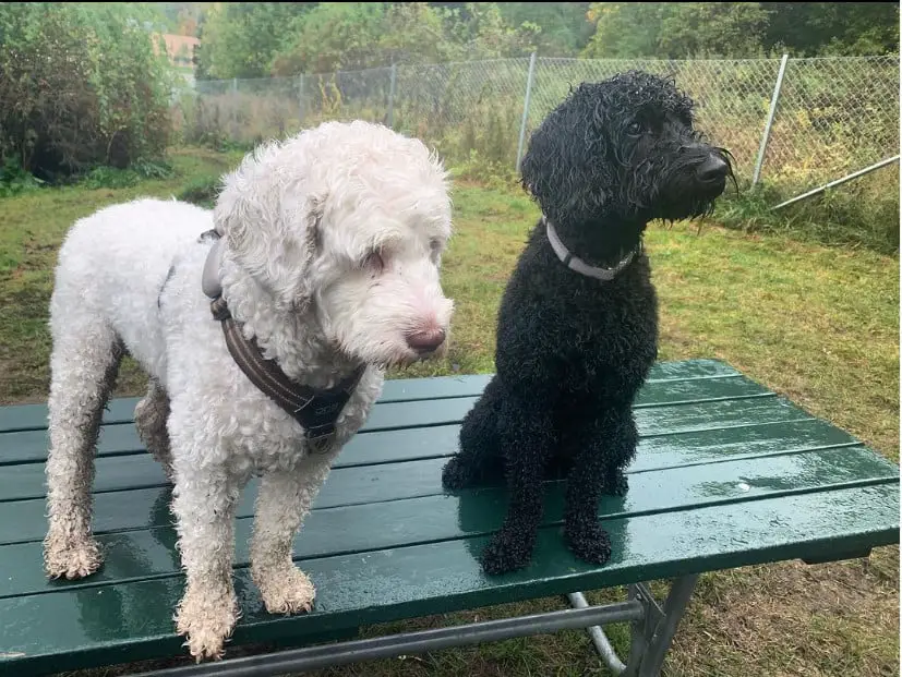 Labradoodle White puppy