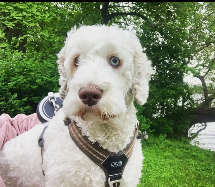 White Labradoodle  puppy