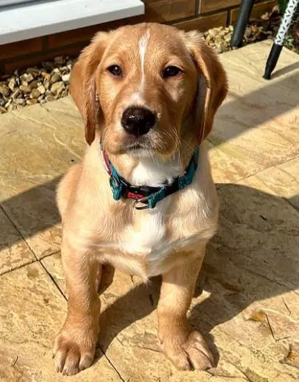 cocker spaniel lab mix puppy