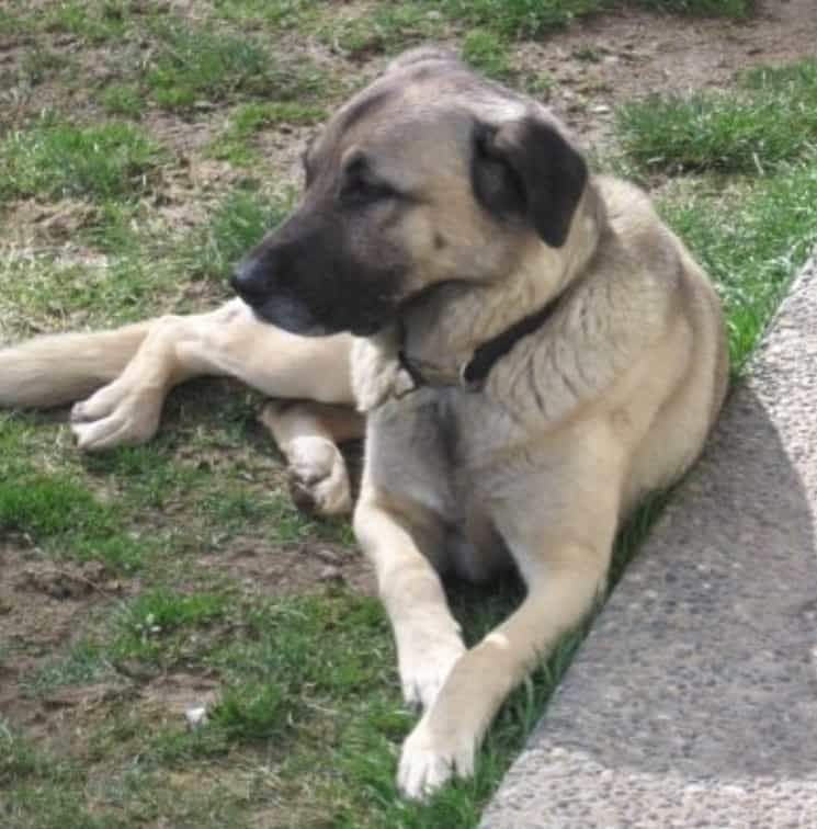 lab mastiff