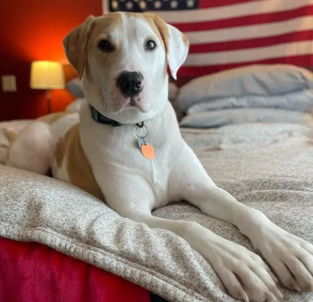 hound and lab mix